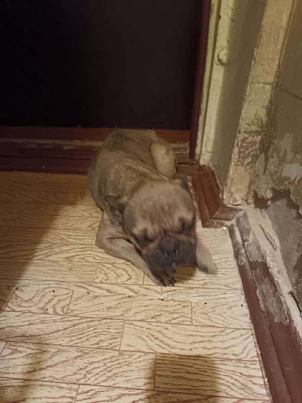 Found brown dog in Balashikha — identification photo, lost & found pet database Pathfinder