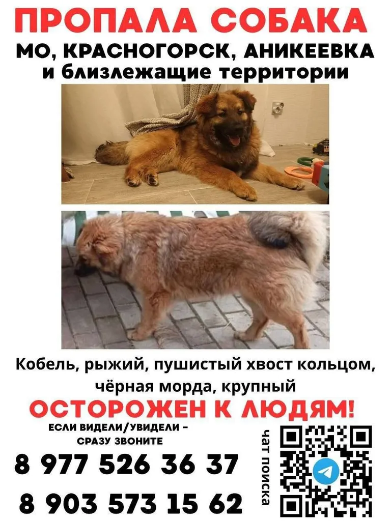 Lost dog in Krasnogorsk — identification photo, lost & found pet database Pathfinder