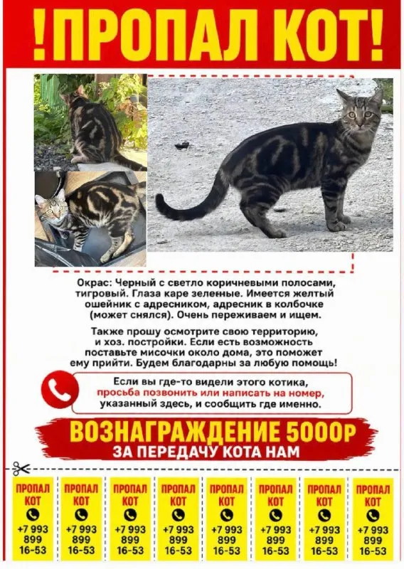 Lost black cat, метис бенгала in Odintsovo — identification photo, lost & found pet database Pathfinder