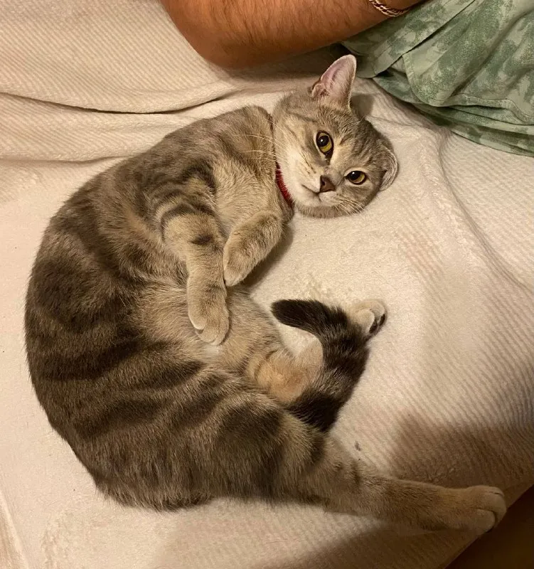 Lost cream cat in Nekrasovka — identification photo, lost & found pet database Pathfinder