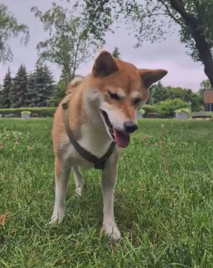 Lost dog, сиба-ину in Moscow — identification photo, lost & found pet database Pathfinder