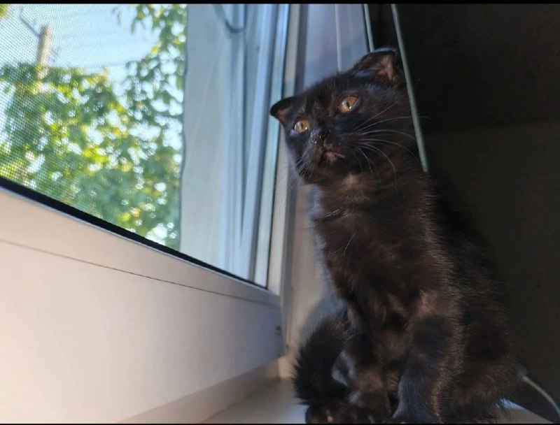 Adoptable cat in Volgograd — identification photo, lost & found pet database Pathfinder