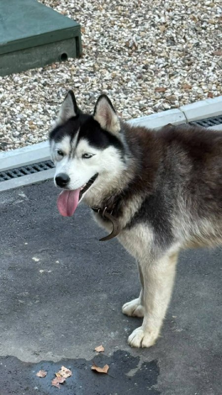 Found white dog, хаски in Maksheevo — identification photo, lost & found pet database Pathfinder
