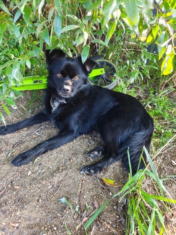 Adoptable black dog in Neftekamsk — identification photo, lost & found pet database Pathfinder