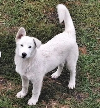 Lost dog, метис лайки in Novosibirsk — identification photo, lost & found pet database Pathfinder