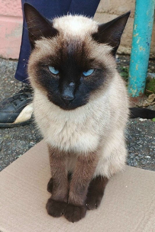 Adoptable cream cat, сиамская in Mayskiy — identification photo, lost & found pet database Pathfinder