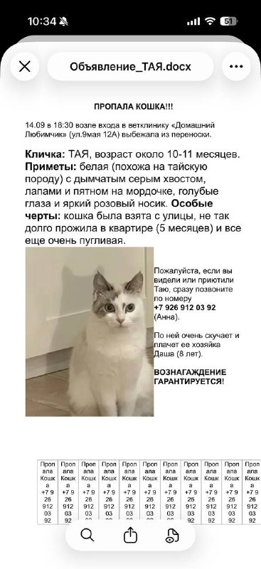 Lost white cat in Khimki — identification photo, lost & found pet database Pathfinder