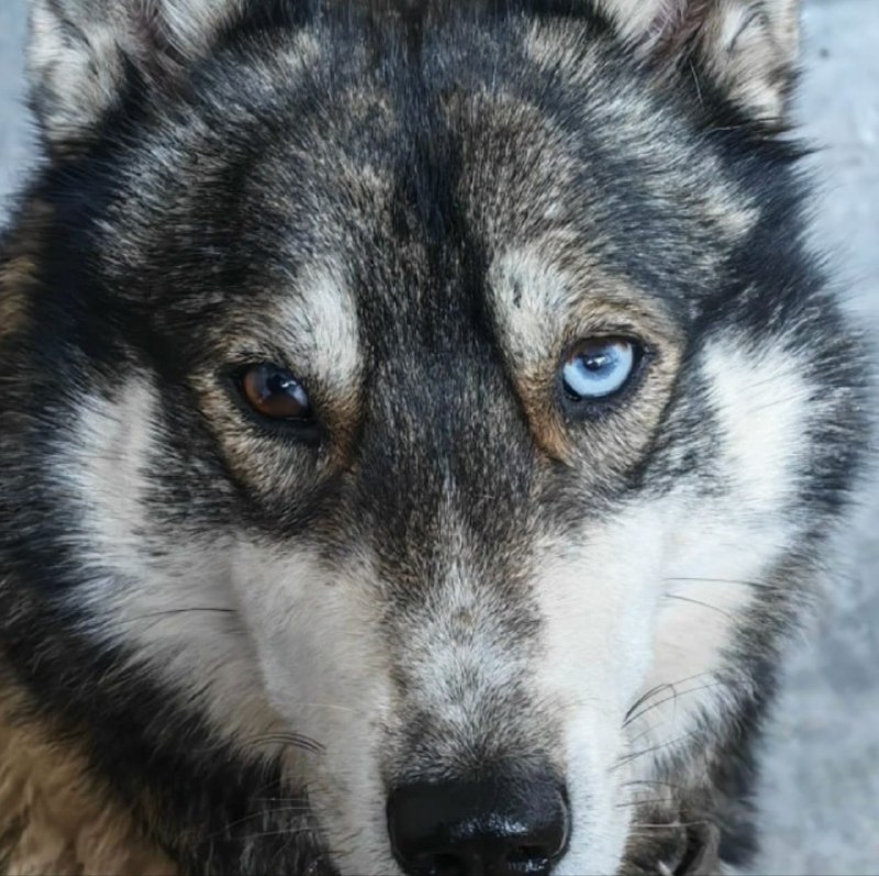 Found dog in Sysertskiy Rayon — identification photo, lost & found pet database Pathfinder