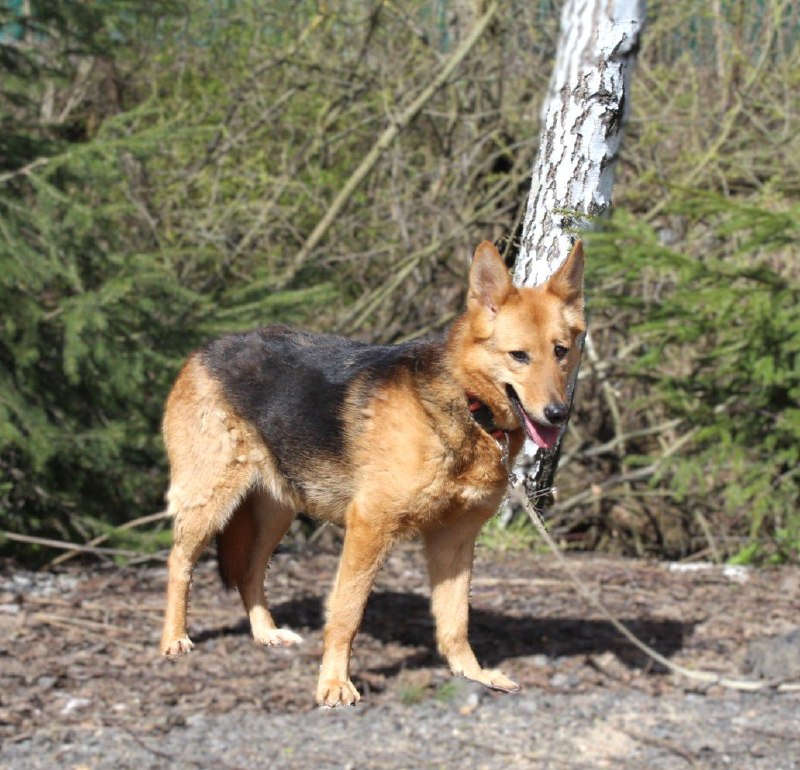Lost brown dog in Kashira — identification photo, lost & found pet database Pathfinder