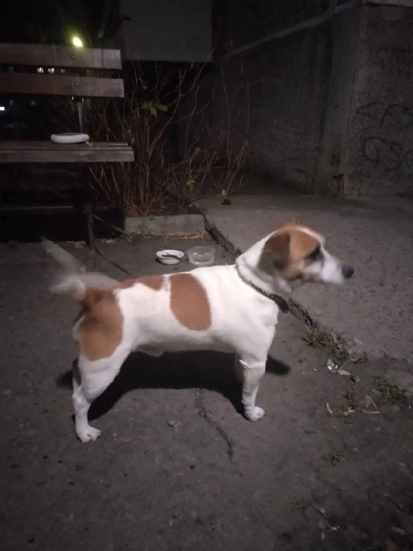 Found white dog, джек рассел терьер in Aramil — identification photo, lost & found pet database Pathfinder