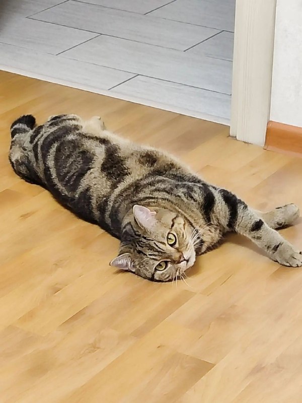 Lost brown cat, шотландец in Barybino — identification photo, lost & found pet database Pathfinder