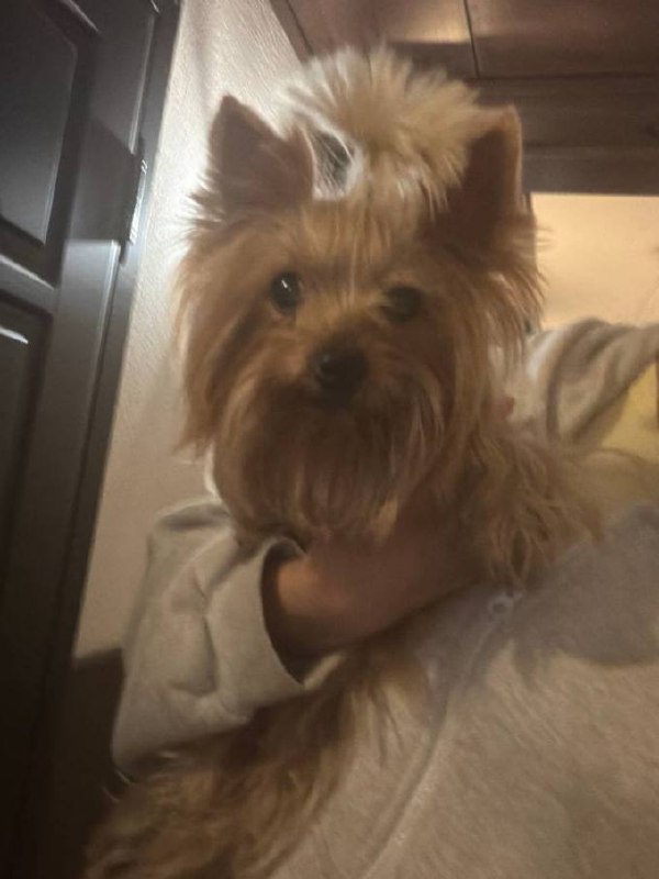 Found brown dog, йорк in Krasnogorsk — identification photo, lost & found pet database Pathfinder