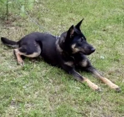 Lost brown dog in Chekhov — identification photo, lost & found pet database Pathfinder