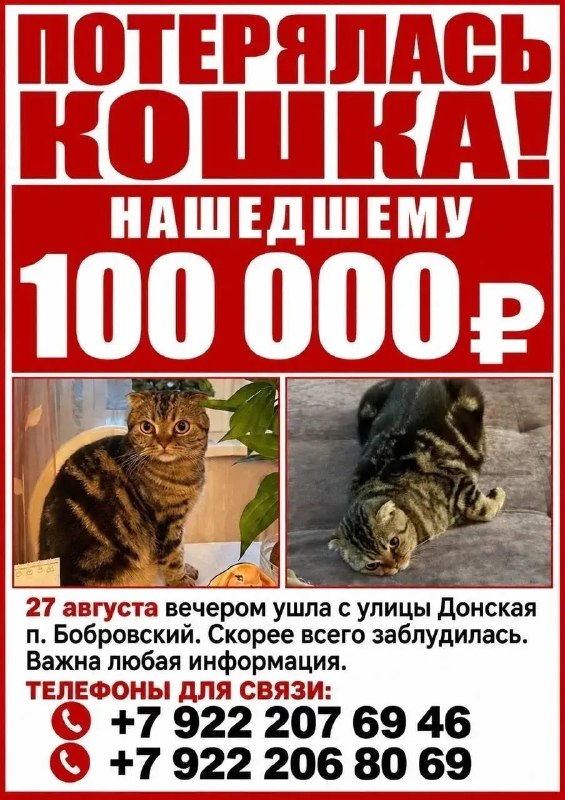 Lost brown cat in Bobrovskiy — identification photo, lost & found pet database Pathfinder