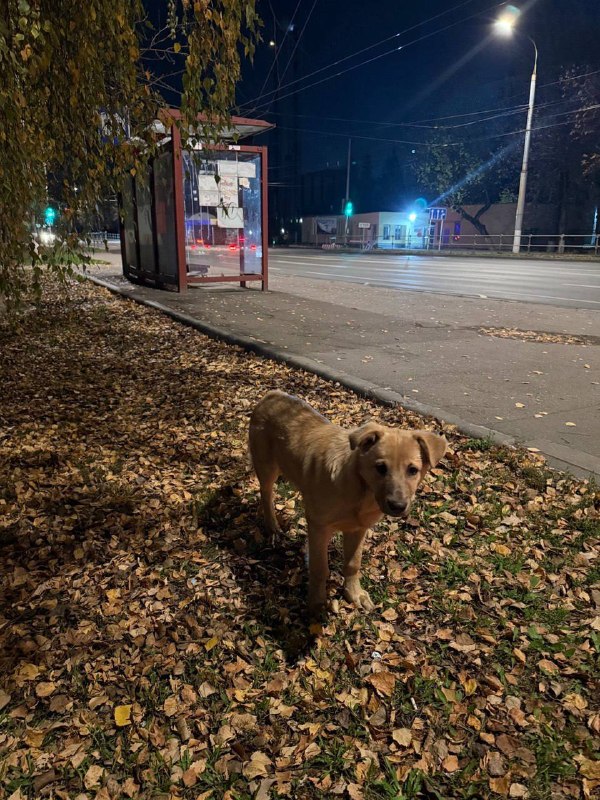 Found fawn dog in Podolsk — identification photo, lost & found pet database Pathfinder