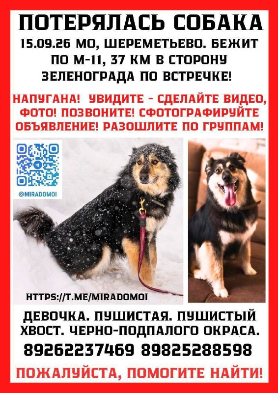 Lost black dog in Zelenograd — identification photo, lost & found pet database Pathfinder