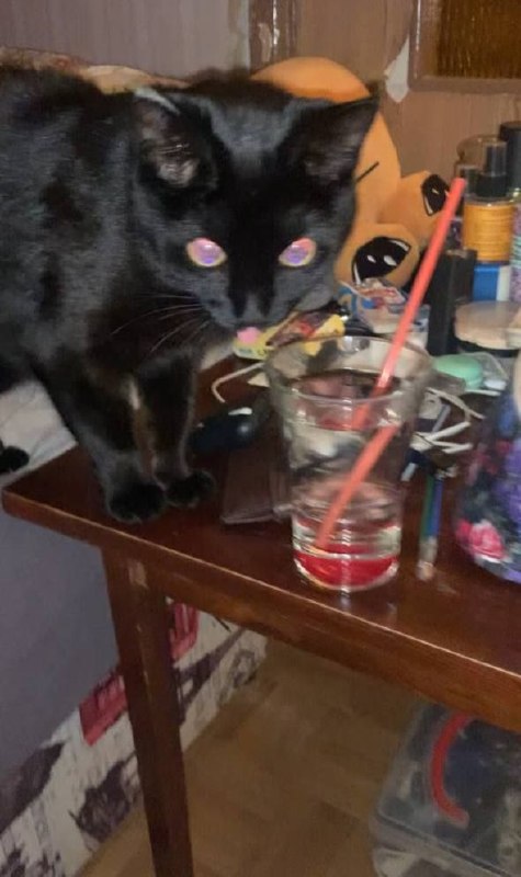 Lost black cat in Pavlovskiy Posad — identification photo, lost & found pet database Pathfinder