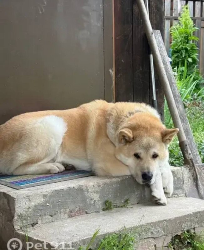 Lost white dog, американская акита in Khimki — identification photo, lost & found pet database Pathfinder