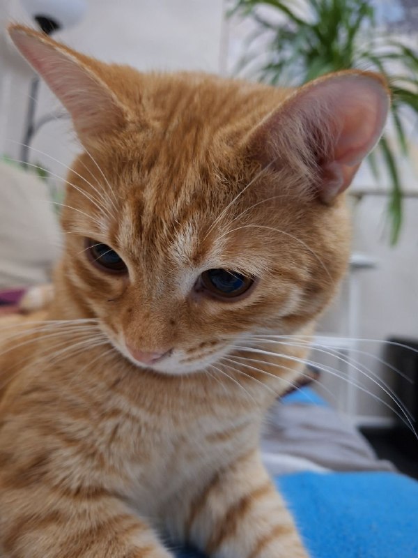 Lost ginger cat in Derevnya Khripan — identification photo, lost & found pet database Pathfinder