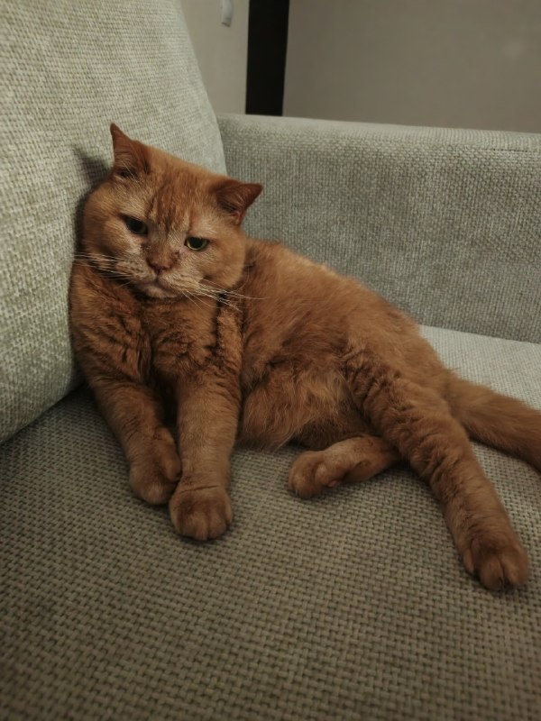 Found ginger cat in Perm — identification photo, lost & found pet database Pathfinder