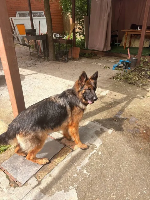 Lost brown dog, немецкая овчарка in Krasnogorsk — identification photo, lost & found pet database Pathfinder