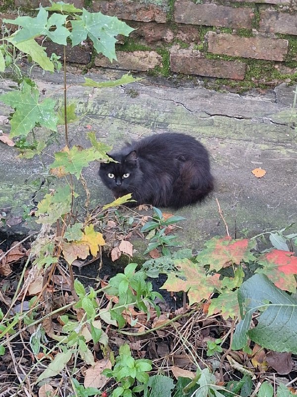 Adoptable gray cat in Perm — identification photo, lost & found pet database Pathfinder