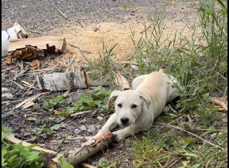 Lost cream dog, метис лабрадора и овчарки in Strelna — identification photo, lost & found pet database Pathfinder