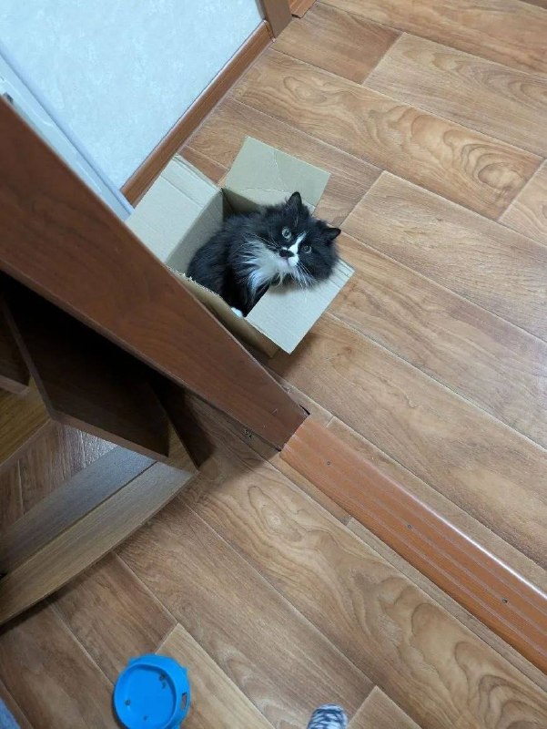 Lost white cat in Kirovgrad — identification photo, lost & found pet database Pathfinder
