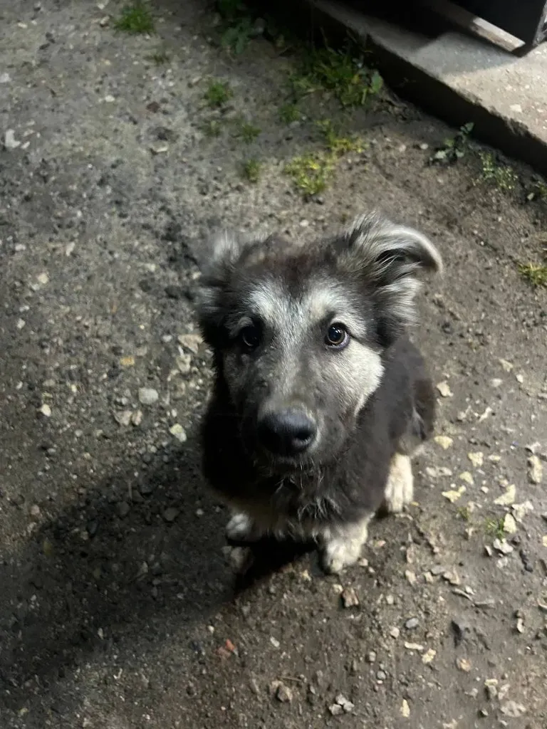Found dog in Chekhov — identification photo, lost & found pet database Pathfinder
