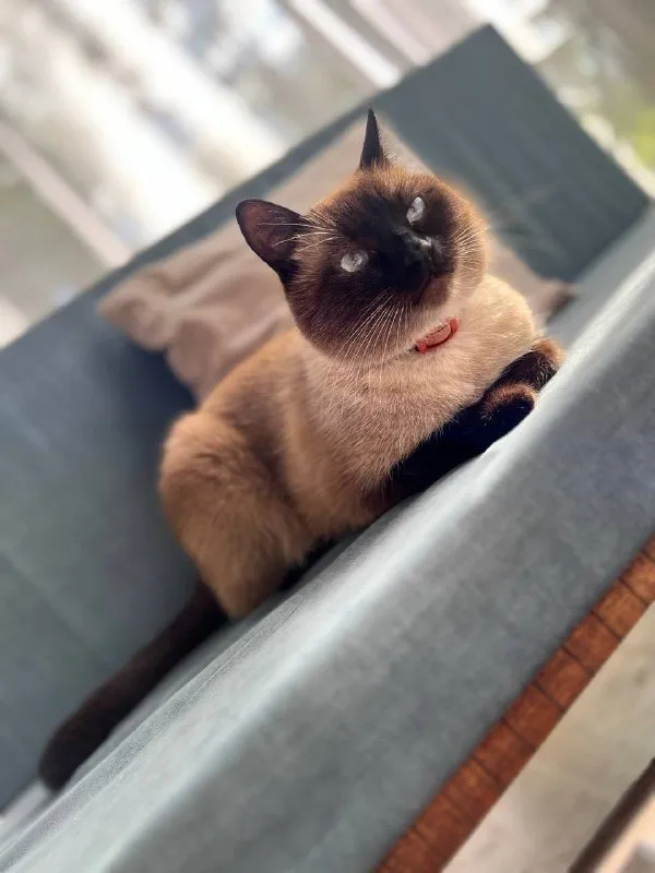 Lost cream cat in Ustinovka — identification photo, lost & found pet database Pathfinder
