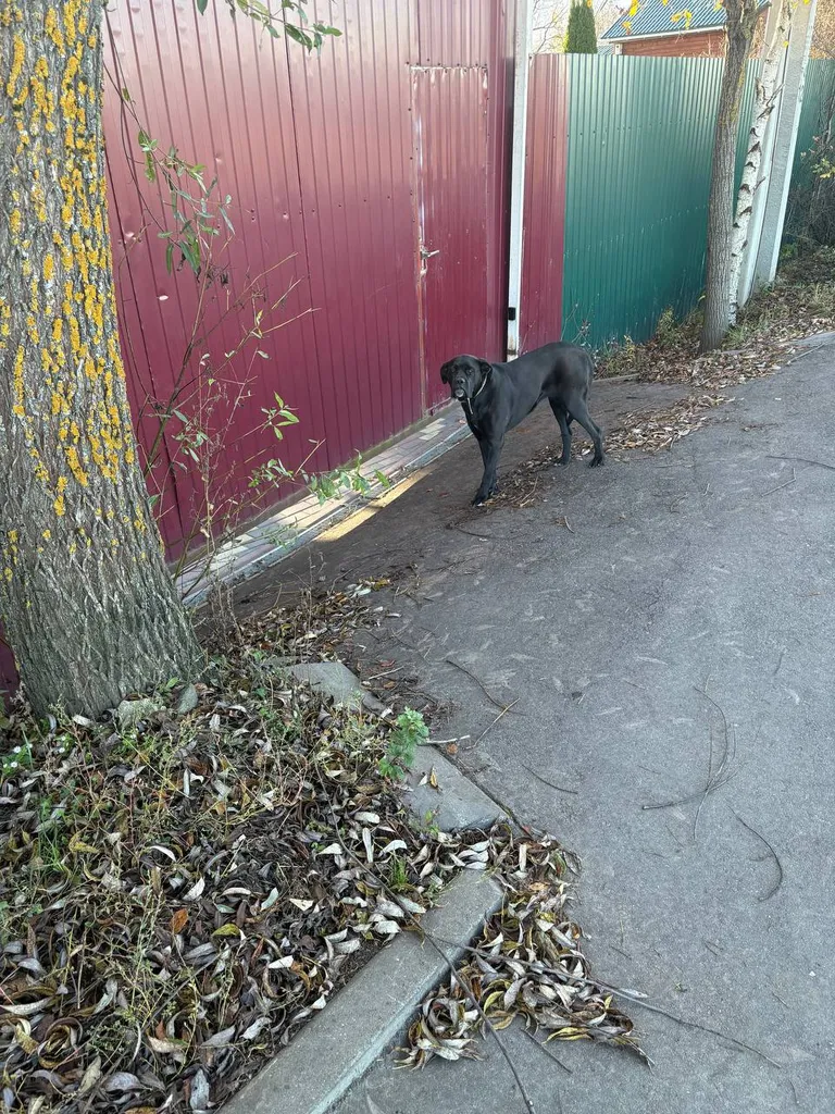 Found dog in Vlasevo — identification photo, lost & found pet database Pathfinder