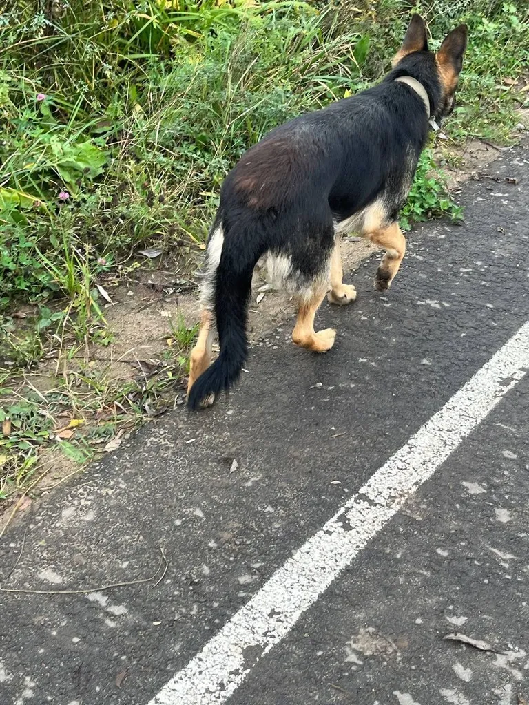 Found dog, немецкая овчарка in Pervomayskiy — identification photo, lost & found pet database Pathfinder