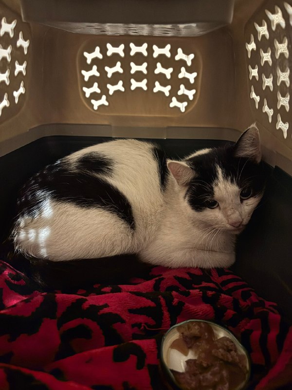 Found cat in Perm — identification photo, lost & found pet database Pathfinder