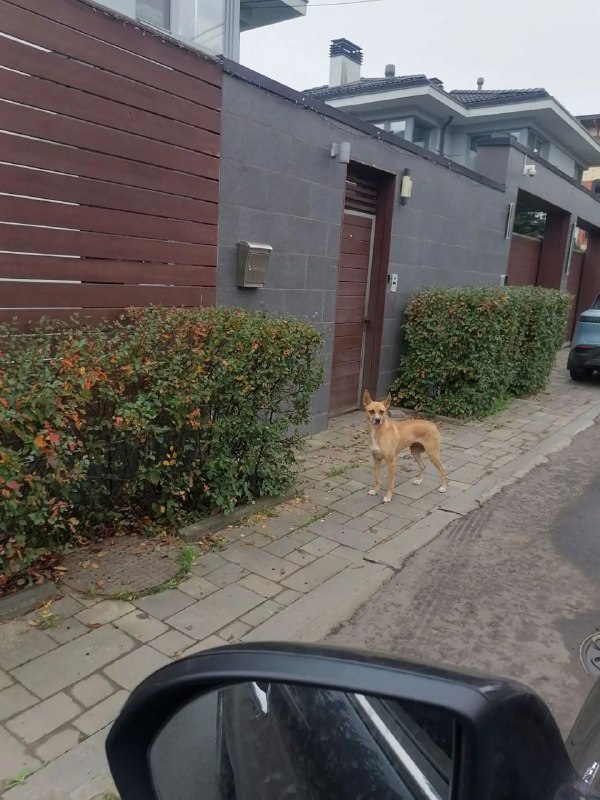 Found pet in Romashkovo — identification photo, lost & found pet database Pathfinder