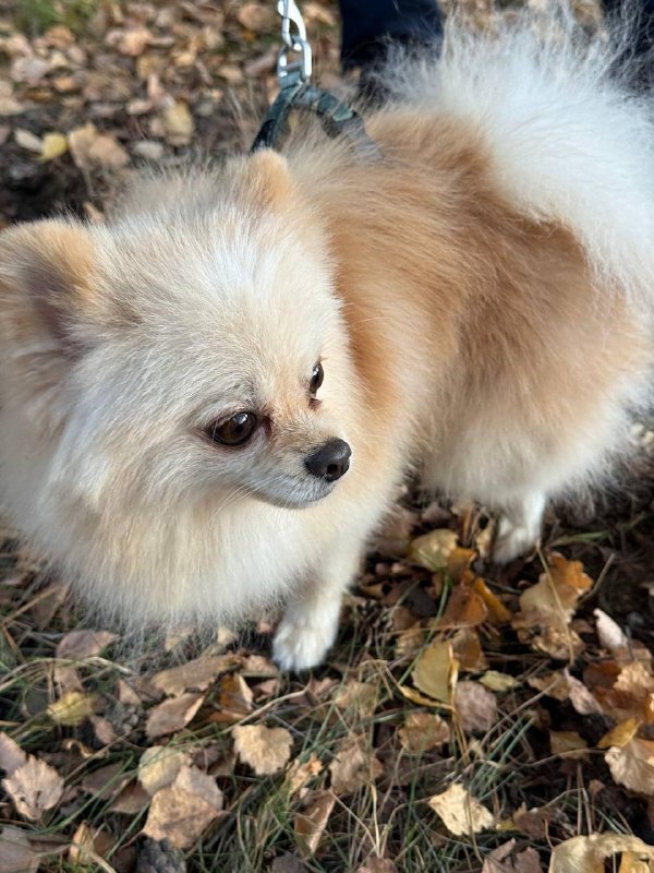 Adoptable cream dog, шпиц in Ramenskoe — identification photo, lost & found pet database Pathfinder