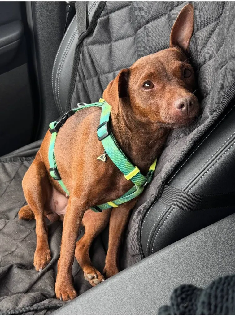 Lost dog, патердейл-терьер in Zimorodok — identification photo, lost & found pet database Pathfinder