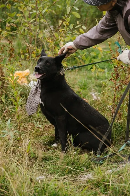 Adoptable black dog in Perm — identification photo, lost & found pet database Pathfinder