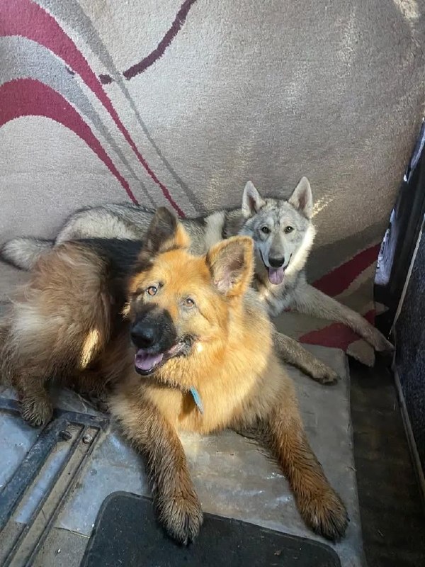 Lost ginger dog, немецкая овчарка in Sergiev Posad — identification photo, lost & found pet database Pathfinder