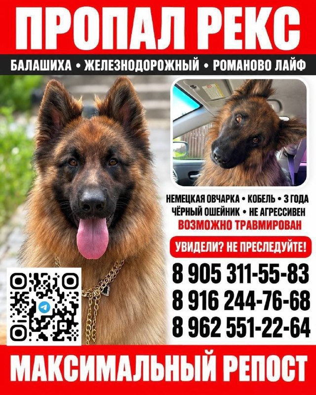 Lost brown dog, немецкая овчарка in Balashikha — identification photo, lost & found pet database Pathfinder