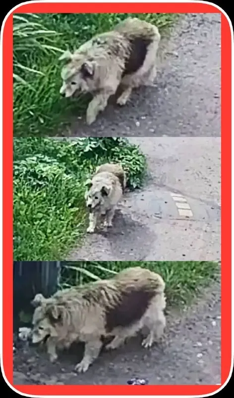 Lost cream dog in Kraskovo — identification photo, lost & found pet database Pathfinder