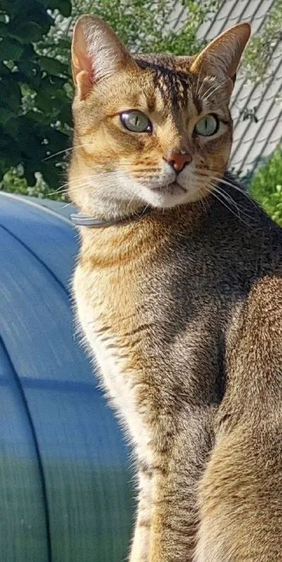 Lost brown cat, метис абисинец + бенгальская in Stupino — identification photo, lost & found pet database Pathfinder