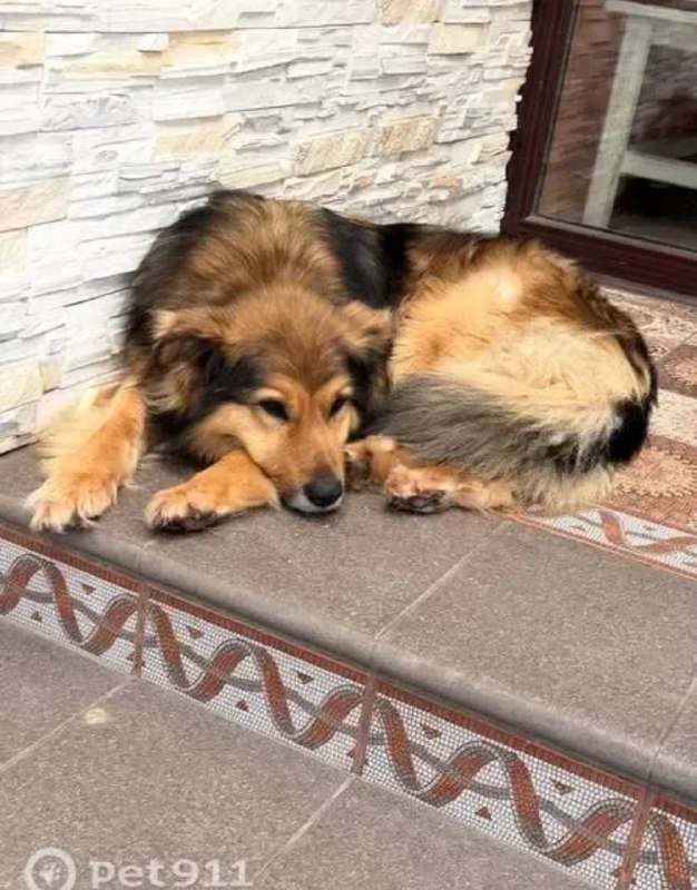 Lost ginger dog in Shchelkovo — identification photo, lost & found pet database Pathfinder