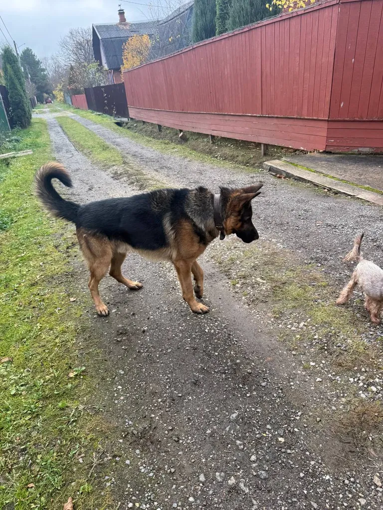 Found dog, овчарка in Kochetovka — identification photo, lost & found pet database Pathfinder