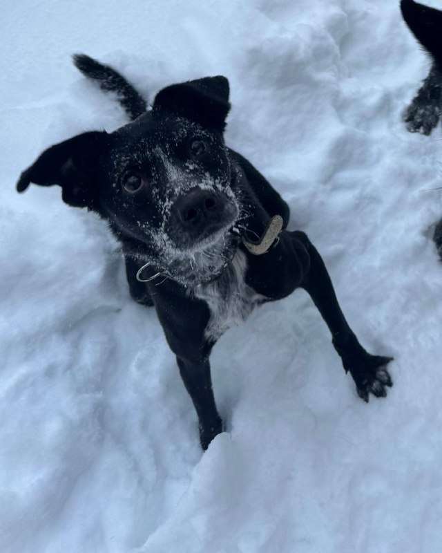 Lost white dog in Krasnoarmeysk — identification photo, lost & found pet database Pathfinder