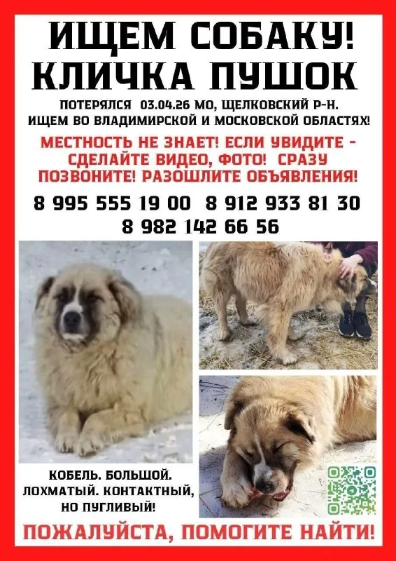 Lost cream dog, без породы in Fryanovo — identification photo, lost & found pet database Pathfinder