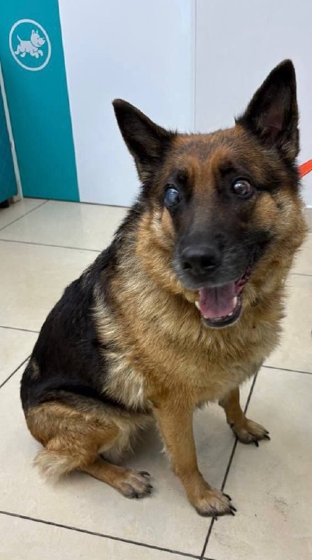 Found ginger dog, овчарка in Balashikha — identification photo, lost & found pet database Pathfinder