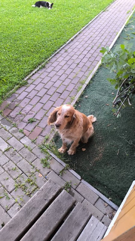 Lost ginger dog, спаниель in Rastushchiy — identification photo, lost & found pet database Pathfinder