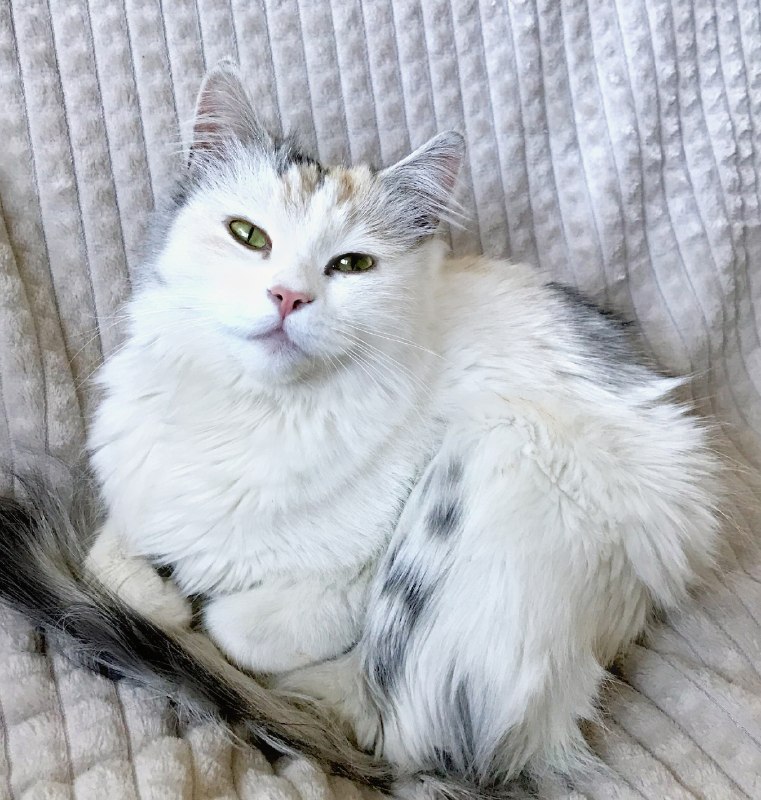 Adoptable white cat in Krasnokamsk — identification photo, lost & found pet database Pathfinder