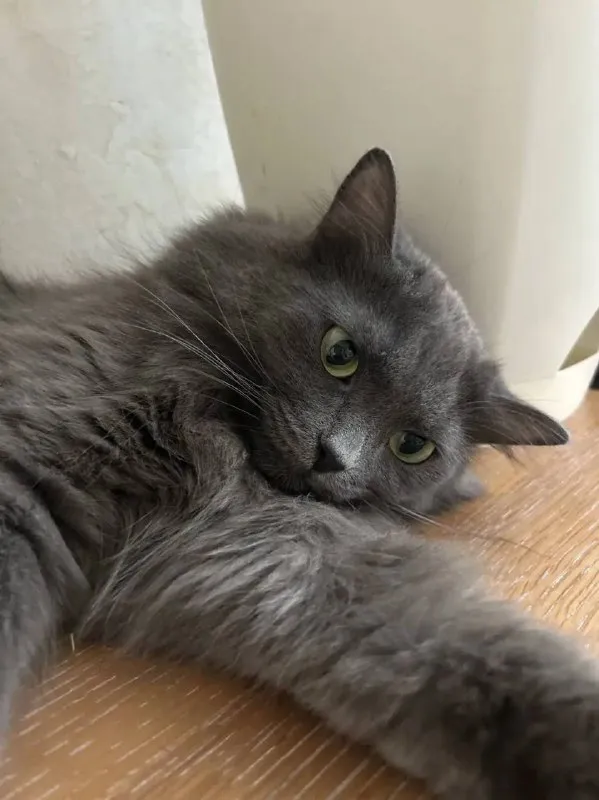 Lost gray cat in Istra — identification photo, lost & found pet database Pathfinder