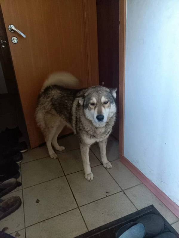 Found gray dog in Lytkino — identification photo, lost & found pet database Pathfinder
